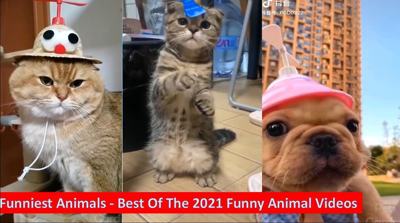 Funniest Animals - Best Of The 2021 Funny Animal Videos