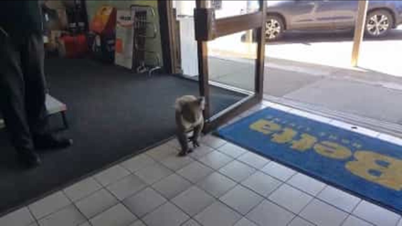 Ce koala entre dans un magasin et se retrouve confus!