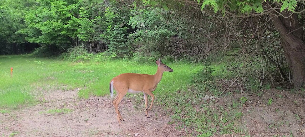 Protective deer does a dance to show who' s in charge