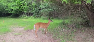 Protective deer does a dance to show who' s in charge