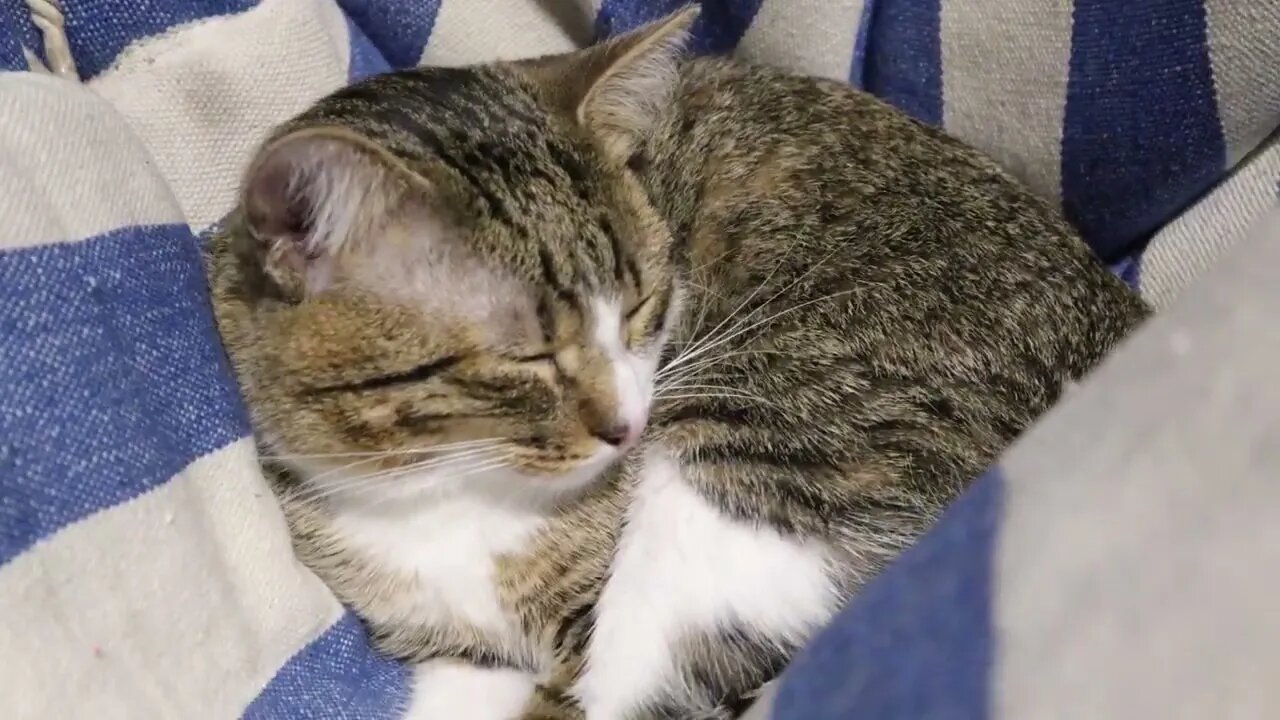 Cat Stretches His Toes