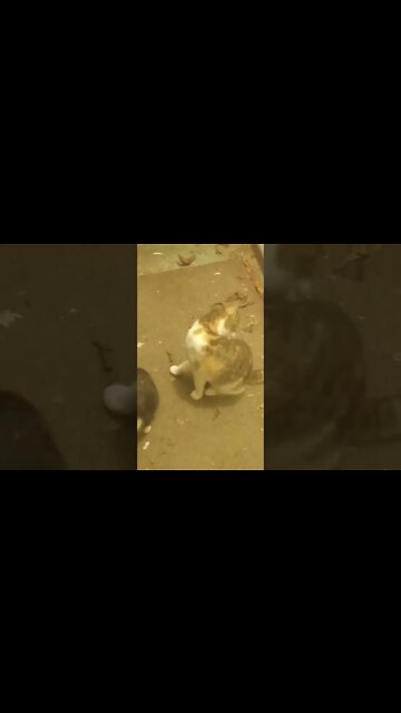 Kitties Snack Party Part 3