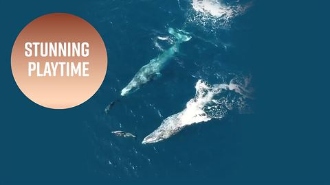 Gray whale surfing: California dolphins caught on film