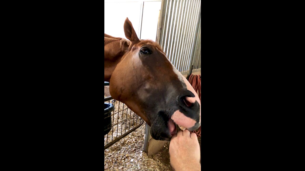 Thoroughbred racehorse in the barn