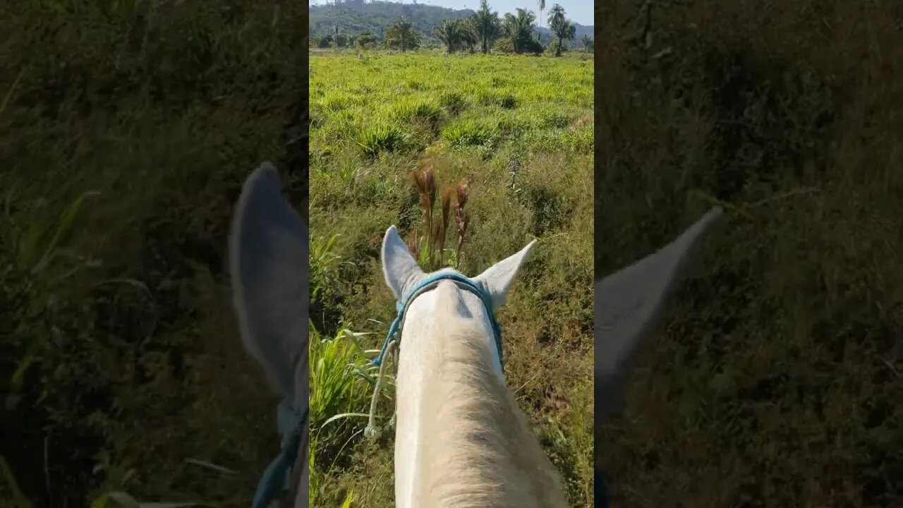 #3 Vida no campo