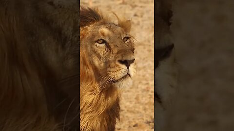 The lion King |#the lion