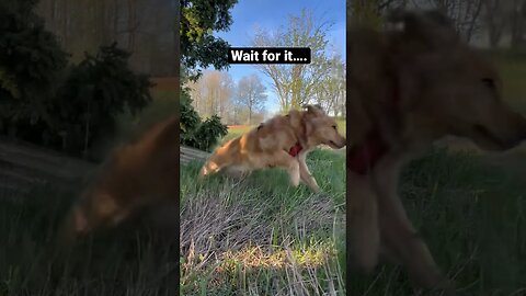 Wait for it……I be booking it #goldenretrievers #pei #puppy #goldenretriever