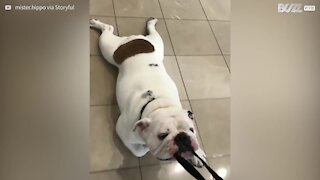 Ecco Hippo, il bulldog più insistente e testardo di Vancouver