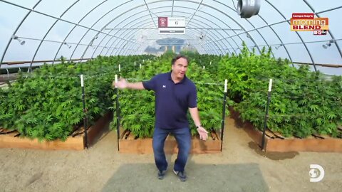 Growing Belushi | Morning Blend