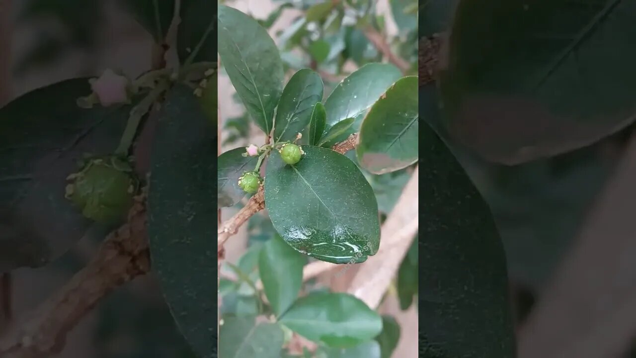 ACEROLA PRODUZINDO