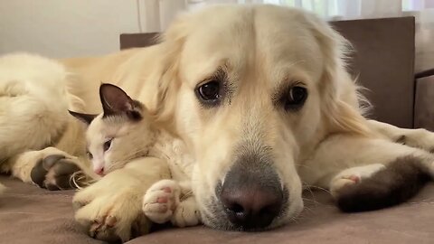 Golden Retriever uses a Kitten as a pillow!