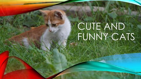 Cute cats in funny 4 of 4 videos