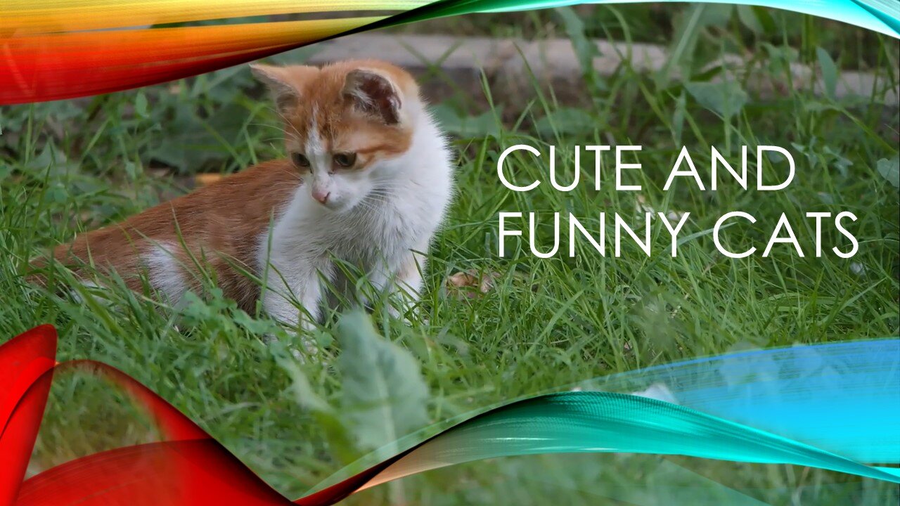 Cute cats in funny 4 of 4 videos