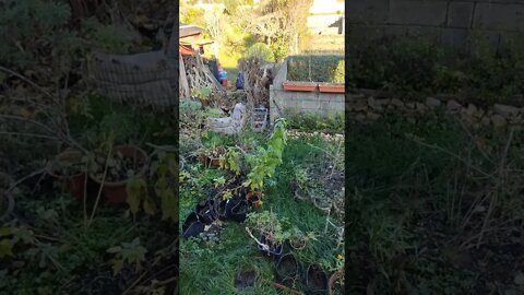 Garden Overview today, 15 November 2022 - still loads of green and no time to clean up #shorts
