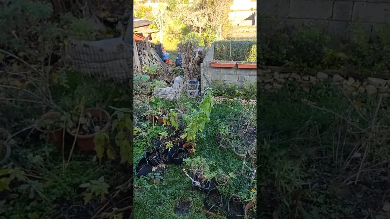 Garden Overview today, 15 November 2022 - still loads of green and no time to clean up #shorts