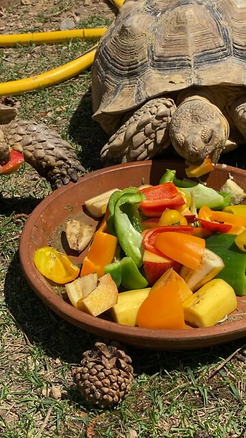 Sulcata Tortoises eating