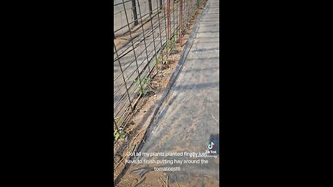 Tomatoes are planted!