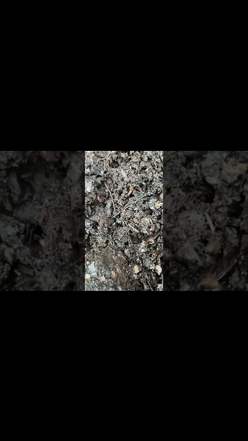 Did You See It? | 2nd Phase of Composting #nature #composting