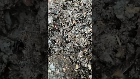 Did You See It? | 2nd Phase of Composting #nature #composting
