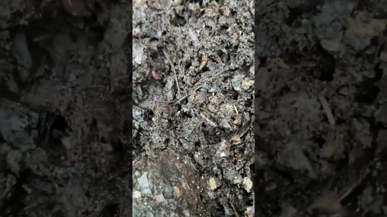 Did You See It? | 2nd Phase of Composting #nature #composting