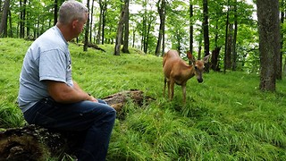 Deer Brings Beautiful Fawns From The Forest To Share Apples