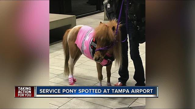 When horses fly: pony rides Southwest Airlines