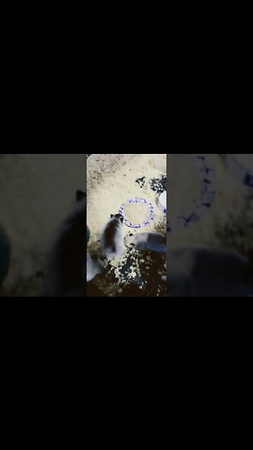 Feeding Time for the Puppies 🐶