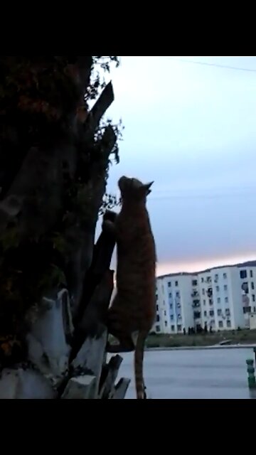 A Cat In a Vertical Attack Position