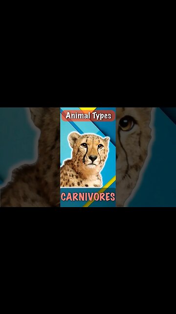 Cheetahs in Action: Masters of Speed! #Cheetah #Wildlife #shorts #animal