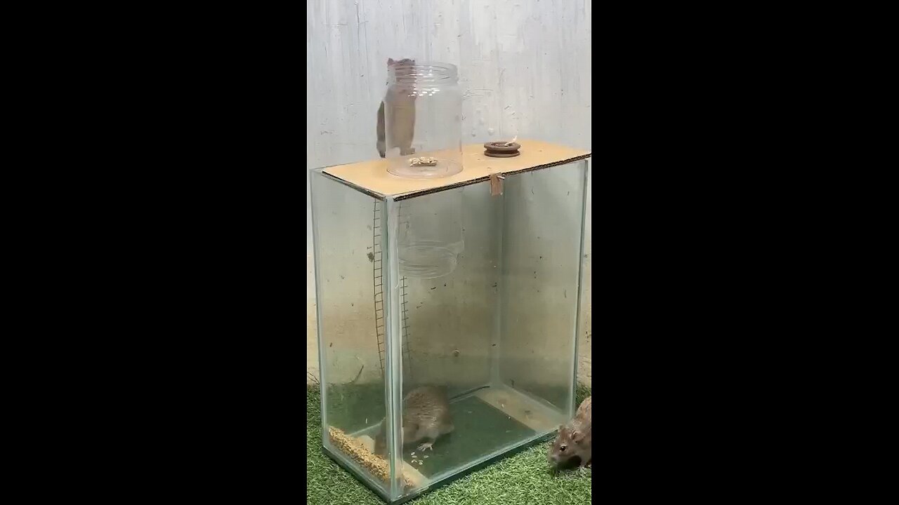 mouse trapped