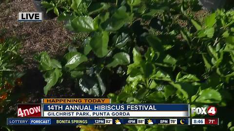 Punta Gorda Hibiscus Festival celebrates 14 years