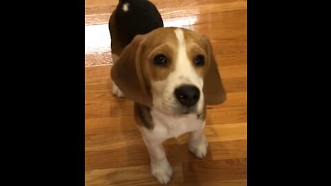 Things to know about owning a beagle.