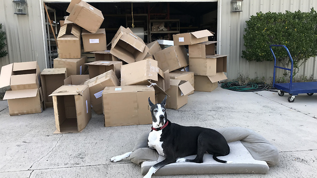 Great Danes Work Like A Dog Helping Their Owners Run A Business