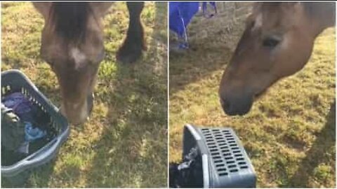 Cavallo tenta di stendere la biancheria