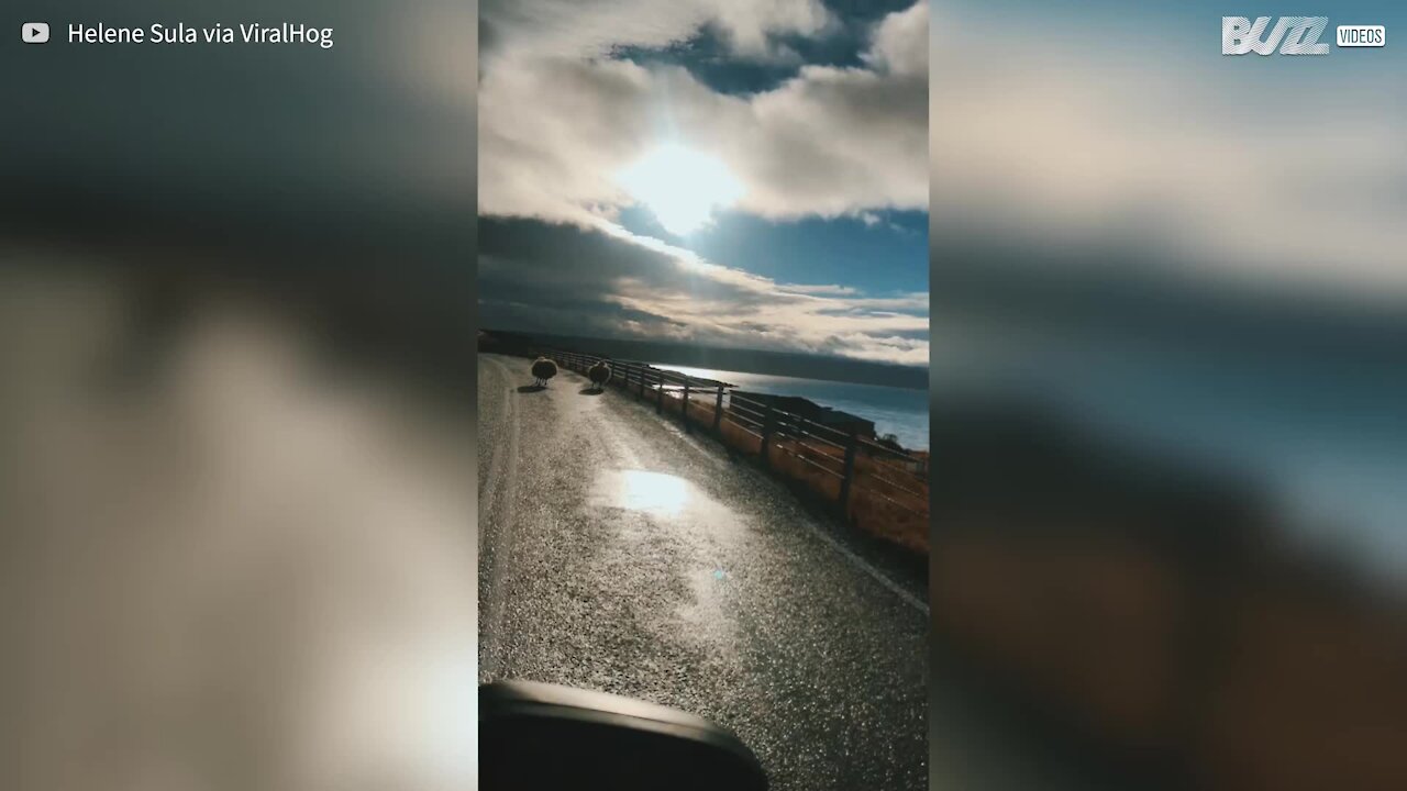 Sheep run happily on the road