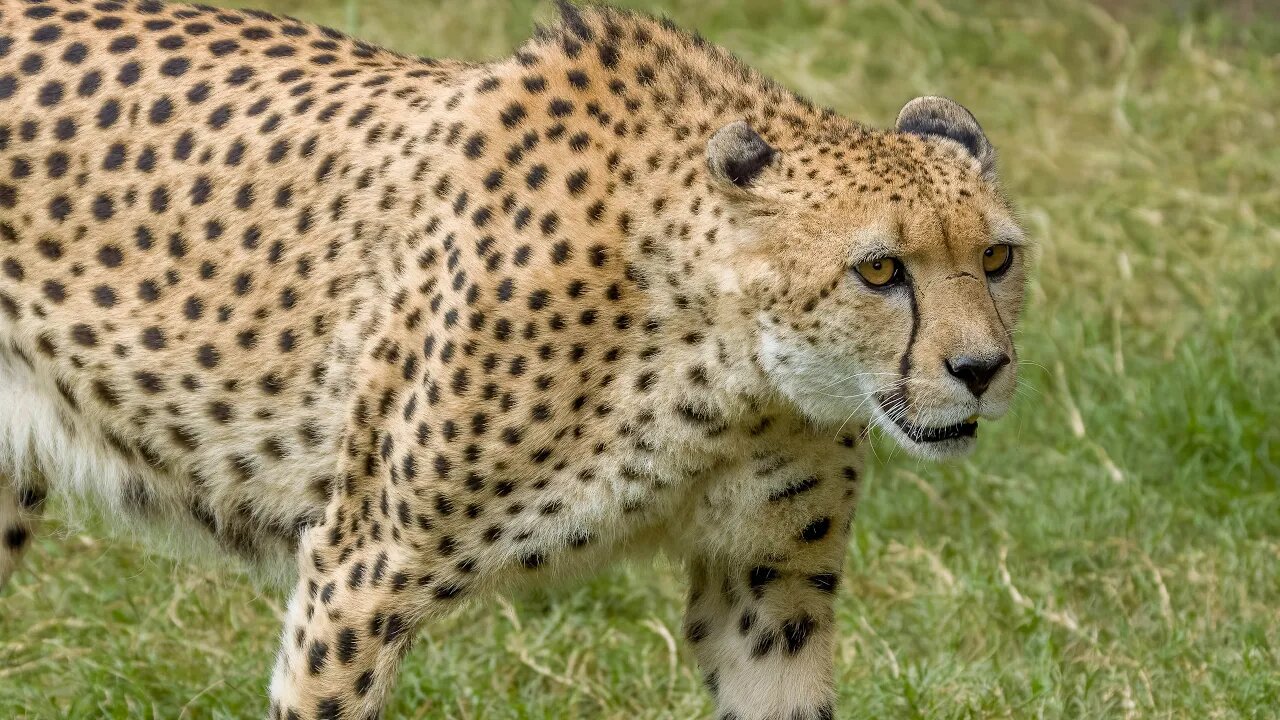 Cheetahs at Fort Worth Zoo, Sony A1/Sony Alpha1, 4k