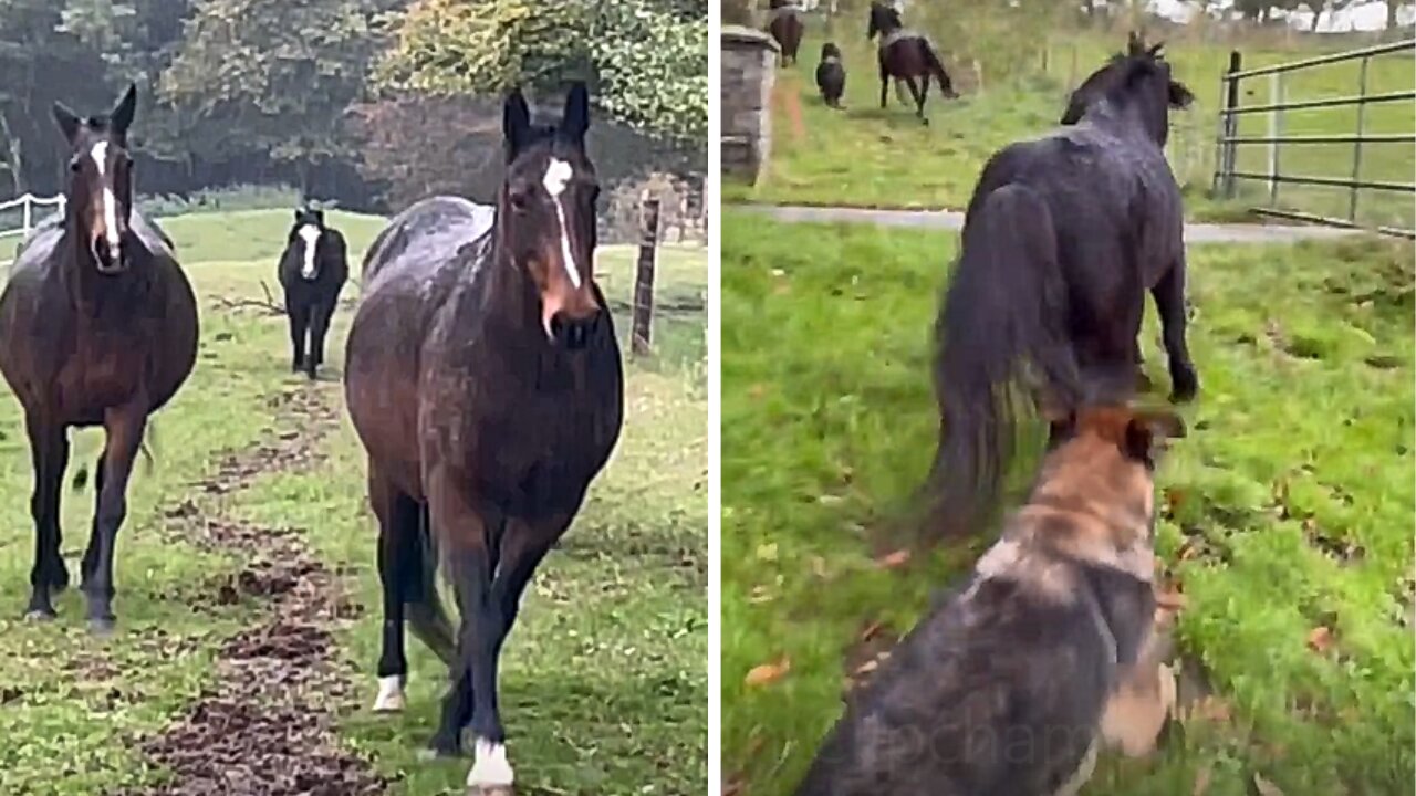 Sheepdogs diligently gather horses to shade them on rainy days!