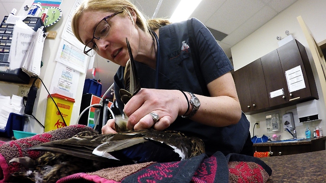 Cop, vet and technicians team up to save mother duck