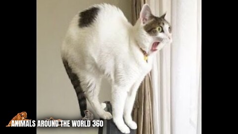 FUNNIEST CATS SCARES!!