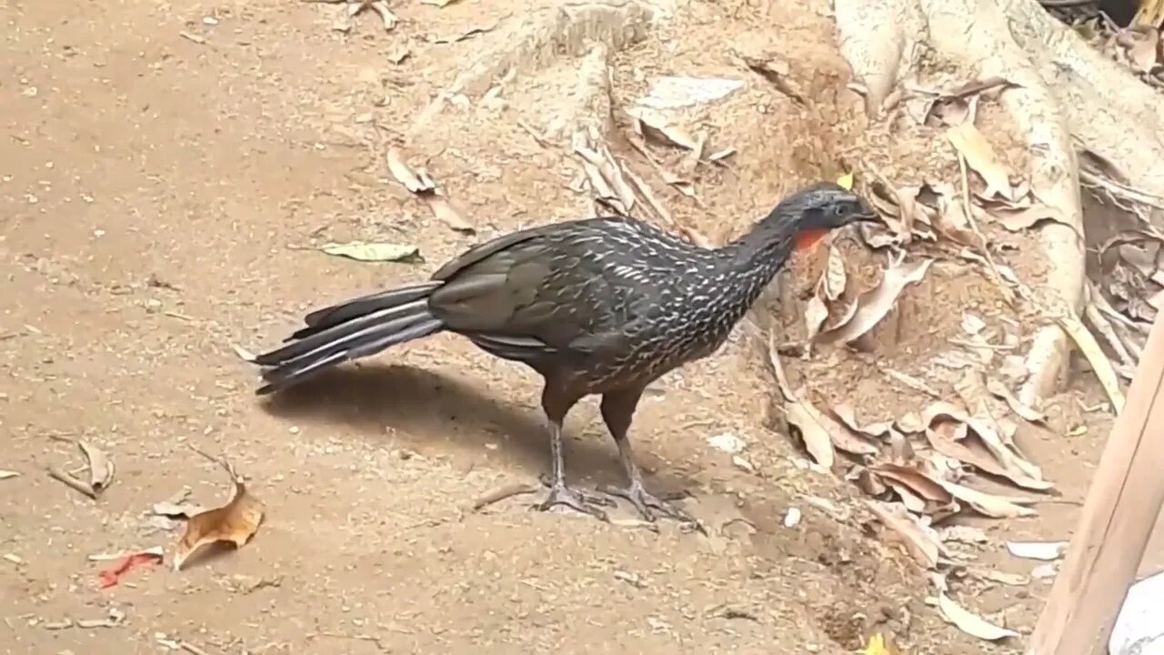 Jacu com fome em busca de comida Jacuaçu Penelope aves craciformes, jacuguaçu, guans, pava