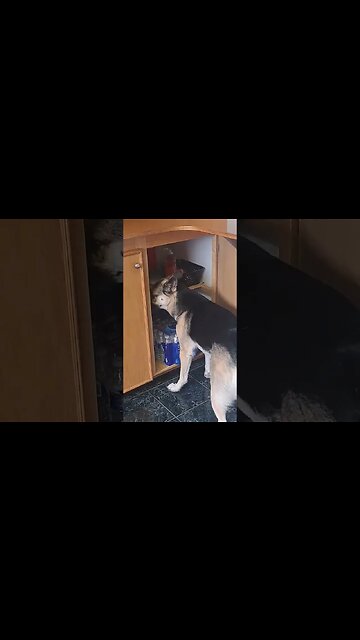 Caught Dogs In The Act! #dog #dogs #shorts #gsd #huskymix