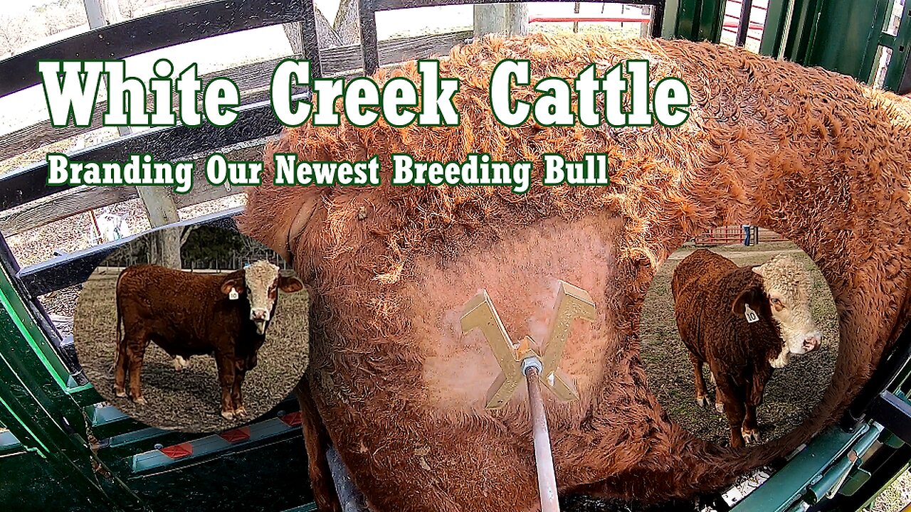 WCC - Cold Branding Our Newest Braford Breeding Bull - No. 10 "unnamed"