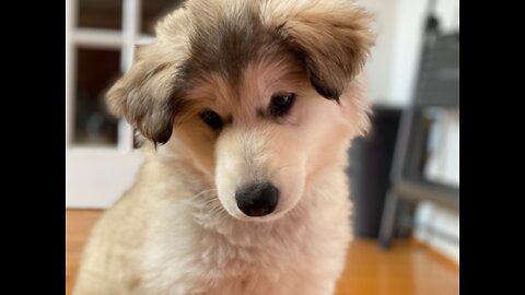 Alaskan Malamute puppy bonks head - doesn't care!