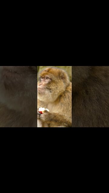 #Shorts #Monkey #Peace #Love #Care