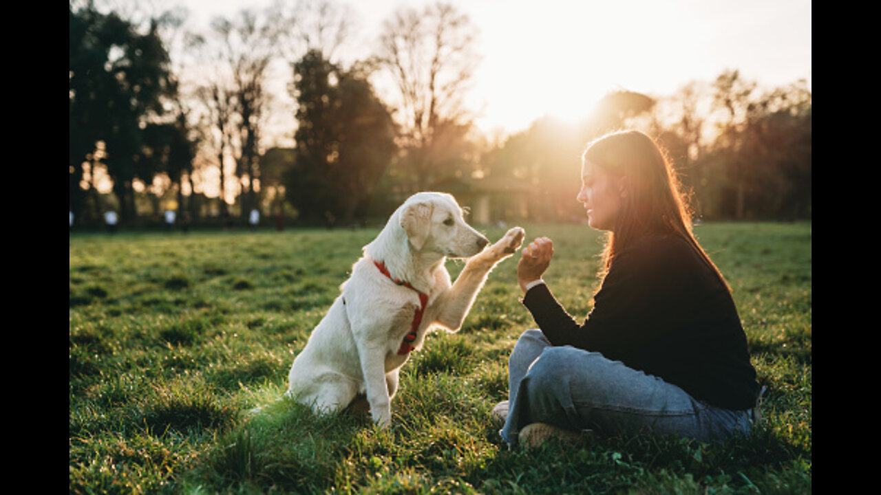 Dog Training 101: How to Train ANY DOG the Basics