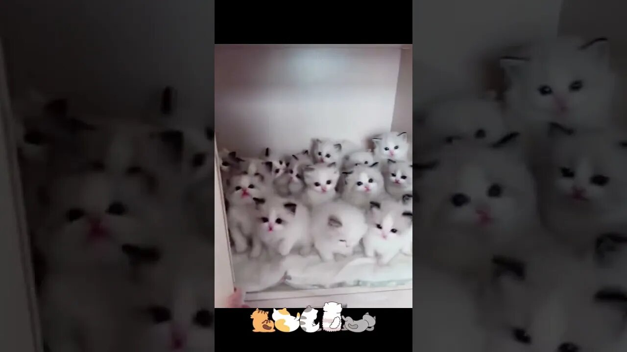 #kucing #cat #cutecat #cutepet #cutekucing #hot #fyp