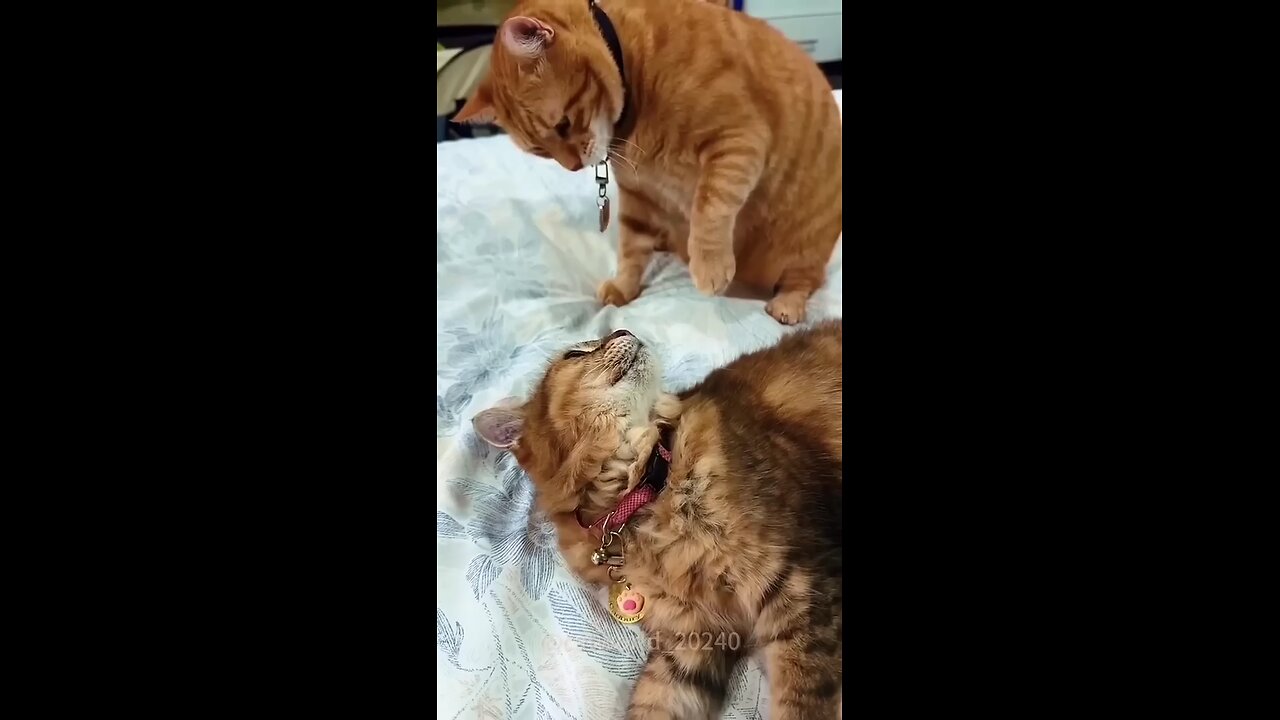 Oánh_Nhau___Funny_Cat_58___#cat_#smilingpets_#funnypet_#shortvideo_#shorts_#catvideos_#cats_#meow