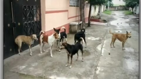 Dogs fighting