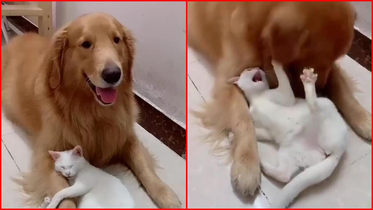 Cute Funny Dog and Cat Friendship