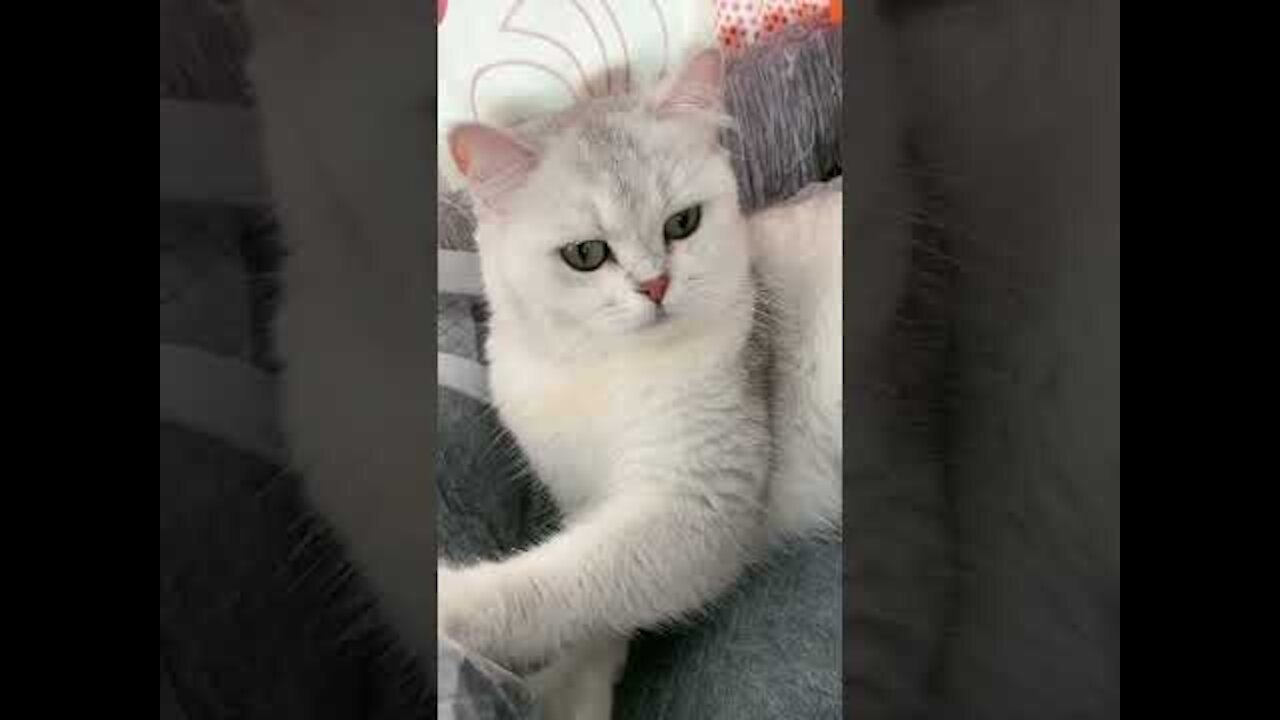 Cute Cat _ Cute Pets Funny Animals Compilation #shorts #532